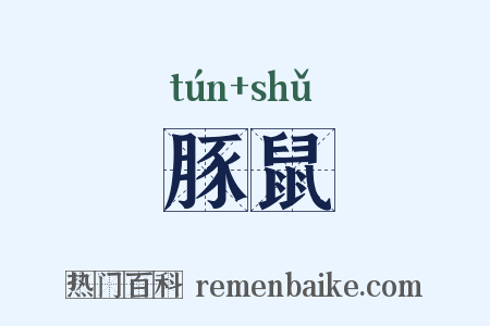 豚鼠是什么意思的图片